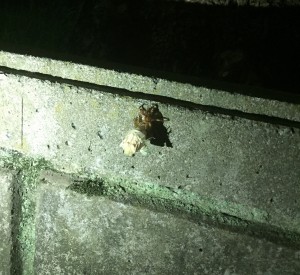IMG_2486 IMG_2486